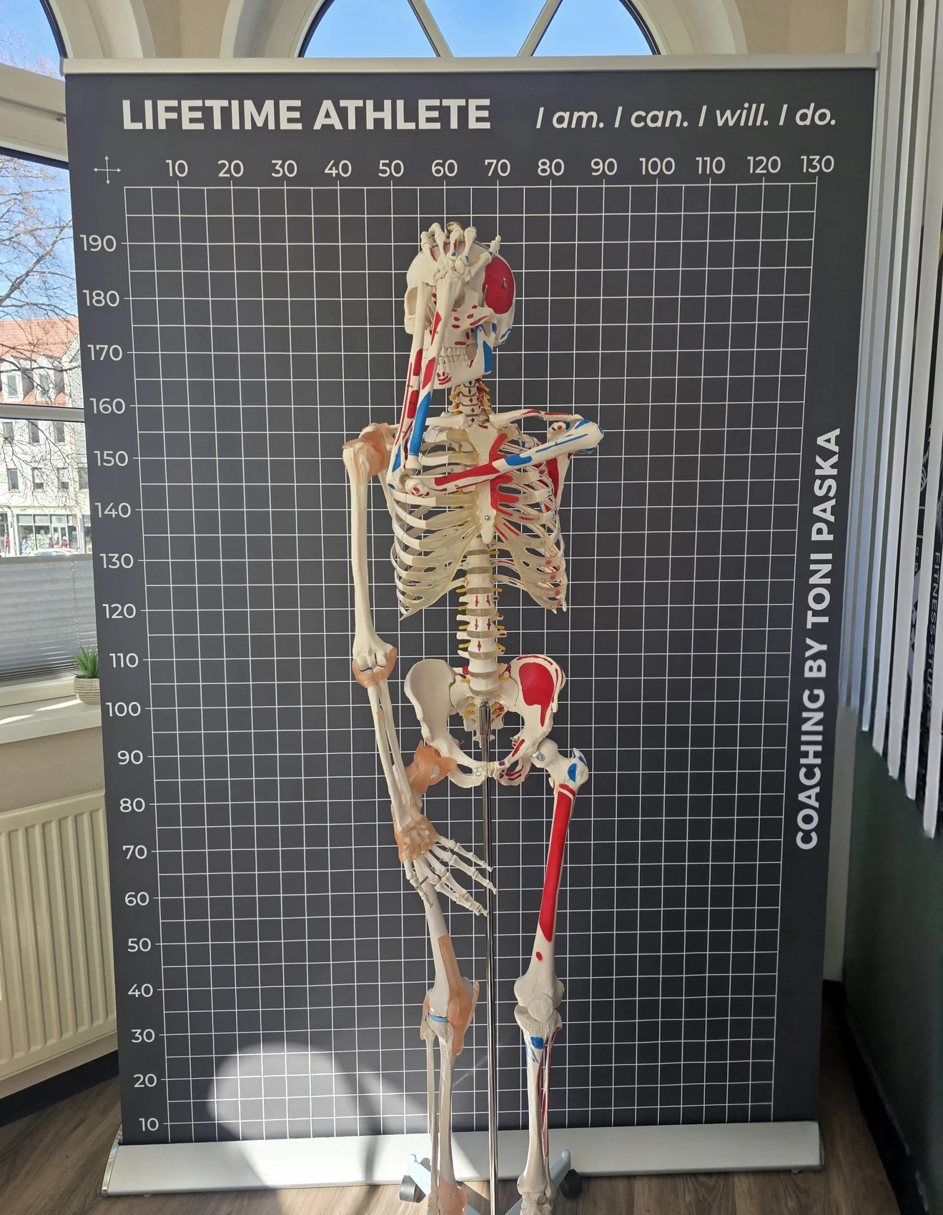 Anatomieskelett Knochenjochen mit farbig markierten Muskelansätzen vor der Lifetime-Athlete-Messwand.